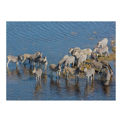 Aerial View of Burchell's Zebras, Okavango Delta, Botswana Jigsaw Puzzle